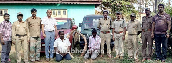 ಆನೆ ದಂತ ಸಾಗಾಟ : ಮಾಲು ಸಹಿತ ಇಬ್ಬರ ಬಂಧನ